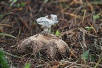 Striated earthstar (Geastrum striatum): Click to enlarge